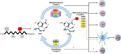 Multiple Functions of RNA Methylation in T Cells: A Review